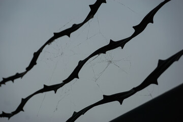 Low angle view of a fence with spider web