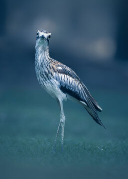 Portrait of a wild bush stone-curlew (Burhinus grallarius) at twilight standing on a grass lawn by a woodland, Australia