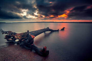 Driftwood on a Curonian Gulf beach at sunset, Lithuania