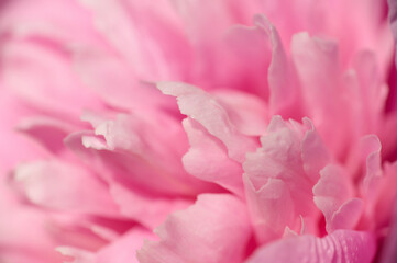 Beautiful pink peony petals with shallow depth of field. Macro photo