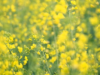 Kwitnący rzepak, dziecko w rzepaku