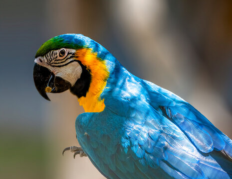 Close-up profile view of a blue-and-yellow macaw (Ara ararauna), Australia