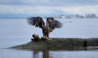 A young eagle tares apart the bark of a log along the coast of Comox, British Columbia.