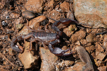 Closeup on a Pacific or Western Forest Scorpion, Uroctonus mordax on the ground in North California