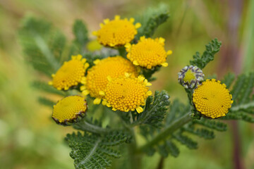 Closeup on the yellow flowers of the North-American Dune or Eastern Tancy, Tanacetum bipinnatum