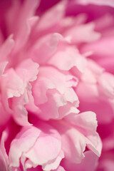 Beautiful pink peony petals with shallow depth of field. Vertical shot. Macro photo