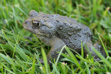 Closeup on an adult Western toad, Anaxyrus or Bufo boreas sitting on the grass