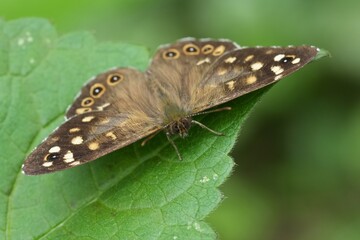 Fototapeta premium Extreme facial closeup on the Speckled wood butterfly, Pararge aegeria in the garden