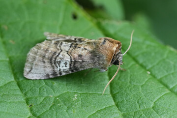 Closeup on a European hook-tip moth, figure of eighty , Tethea ocularis sitting on a green leaf