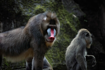 Close-up portrait of a male mandrill and an infant, Indonesia
