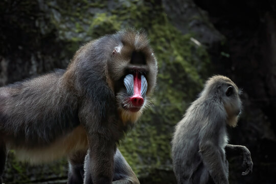 Close-up portrait of a male mandrill and an infant, Indonesia