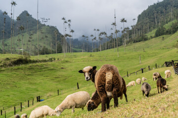 rebaño de ovejas pastando en la granja 