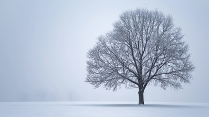 Winter landscape of snowy nature. Winter trees background