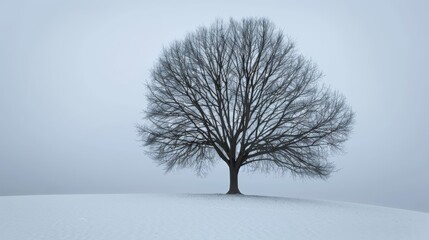 Winter landscape of snowy nature. Winter trees background