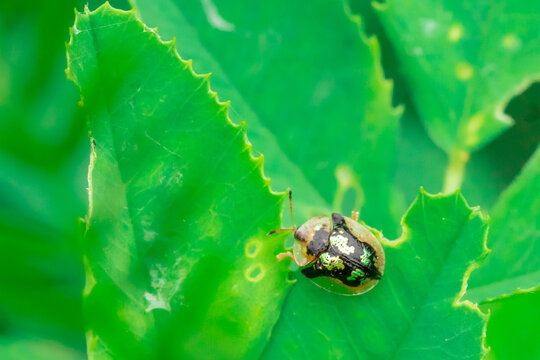 Aspidimorpha beetle found at Mud Lake