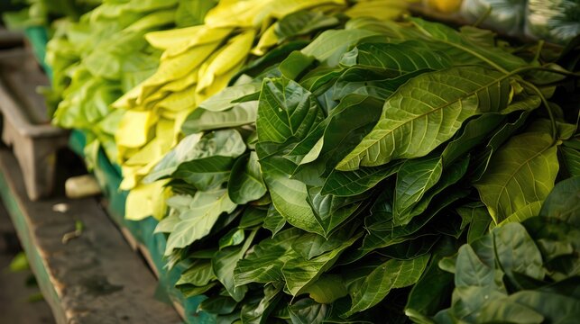 Genjer leaves are available for purchase in local markets