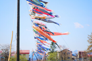 鯉のぼり