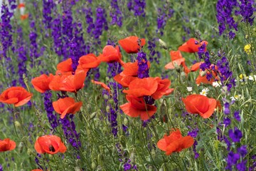 field of poppies in spring