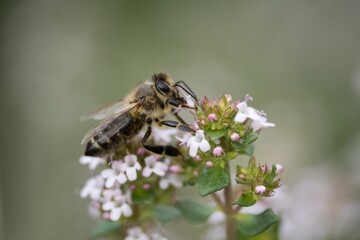 bee on a flower
