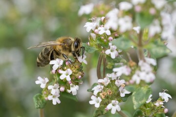 bee on a flower