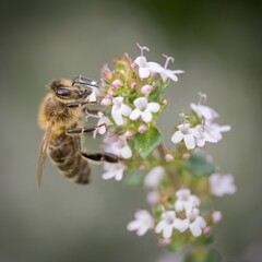 bee on a flower