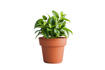 Modern Small Ceramic Plant Pot Isolated on Transparent Background