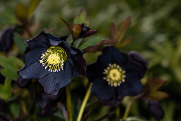 Black flower with yellow centers of a hellebore plant blooming in a winter garden
