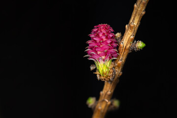 Vibrant dark pink pineapple shaped tiny flower blooming on a twig against a black background
