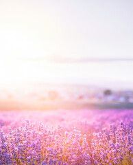 Lavender bushes closeup on sunset. Sunset gleam over purple flowers of lavender. Provence region of France.