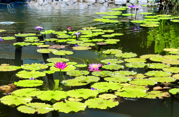 The pond boasts the beauty of blooming water lilies, offering a serene and tranquil scene in nature