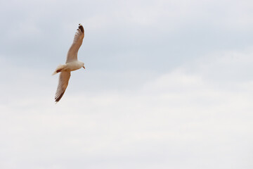seagull in the sky