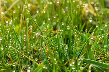 Dew drops on green grass close-up. Landscape of the microworld in nature. Drops of water on a plant in the morning. Soft selective focus