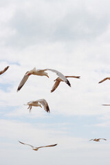 Fototapeta premium seagulls in the sky