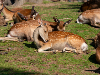 食後に眠る奈良公園の鹿