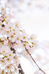 Beautiful pink cherry blossoms flowering in the spring; flower covered branches of cherry tree