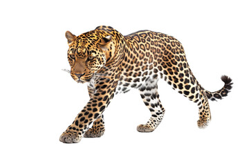 Fototapeta premium Majestic Leopard Portrait Isolated on Transparent Background