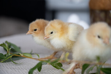Chicks in a group. Chicken chicks. Bird chicks. Cute chicks.
