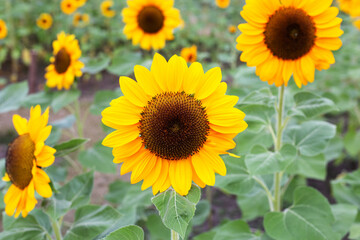 Sunflower field, Beautiful summer landscape.