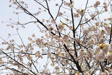 Branches of sakura flowers, cherry blossom
