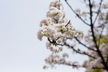 Branches of sakura flowers, cherry blossom