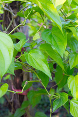 Green leaves of betel plant in the garden