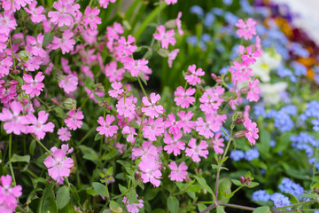 Silene pendula pink flower in the garden