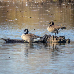 Canadian Geese