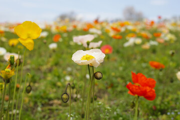 Beautiful poppy flower garden. The Expo 70 Commemorative Park, Osaka, Japan