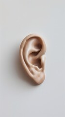 Close-up of a silicone ear on a white background