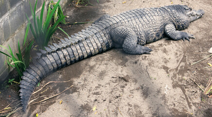 The crocodile is sunbathing in the cage