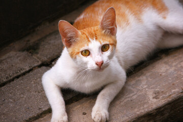 a cat rests on the floor