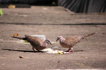 Two Javanese turtle doves, Geopelia striata, looking for food