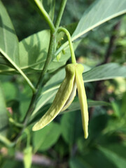 green leaves of a sugar apple tree