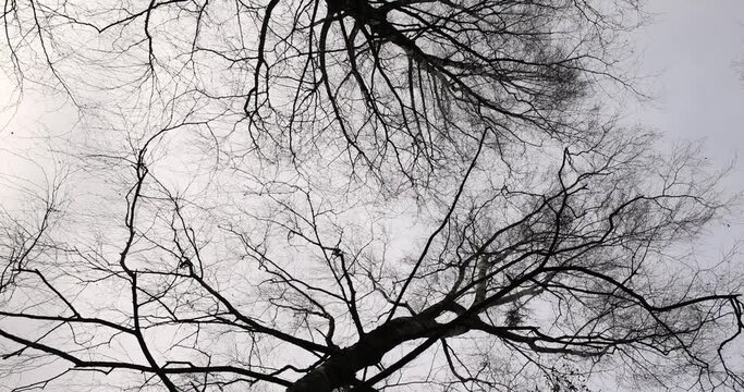 cloudy weather in windy weather in the winter park with birch tree, bare branches of birch tree in the winter season in the park